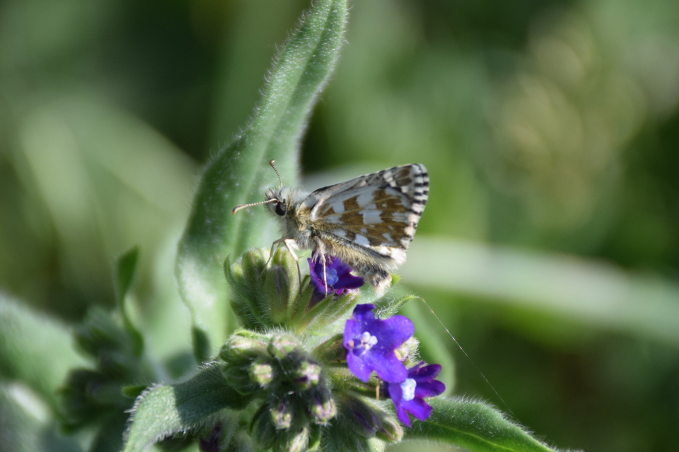Pyrgus armoricanus - feles busalepke