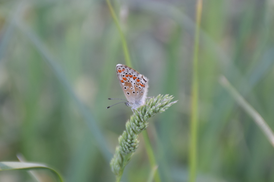 Aricia agestis - szerecsenboglárka