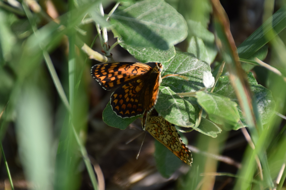 Melitaea phoebe - nagy tarkalepke