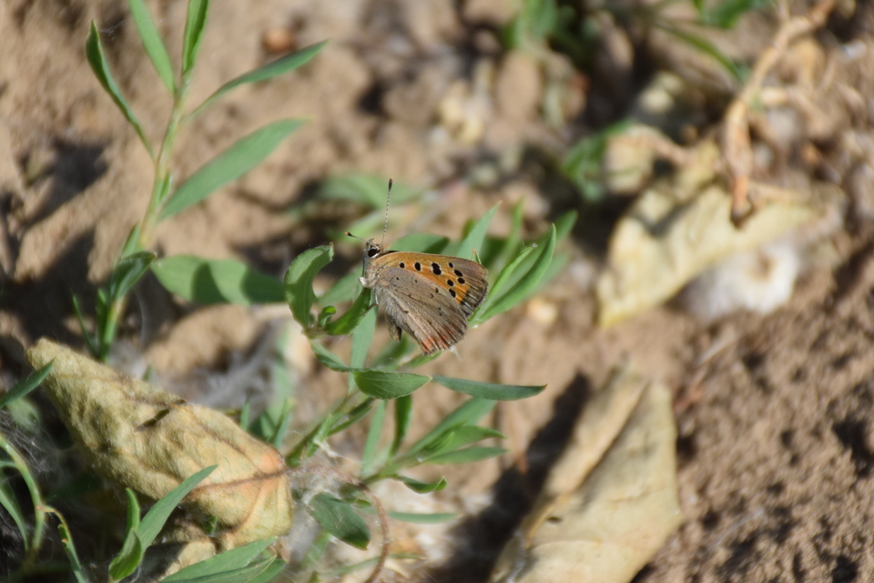 Lycaena phlaeas - közönséges tűzlepke