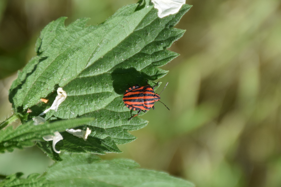 Graphosoma italicum - csíkos pajzsospoloska