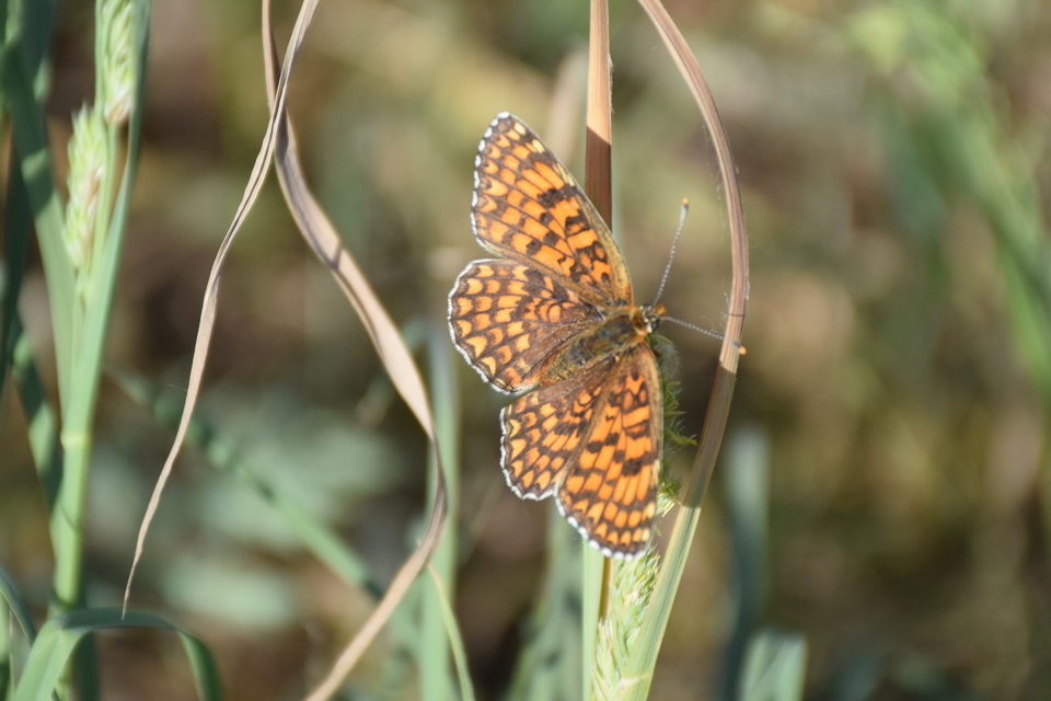 Melitaea phoebe - nagy tarkalepke