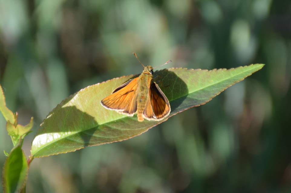 Ochlodes sylvanus - erdei busalepke