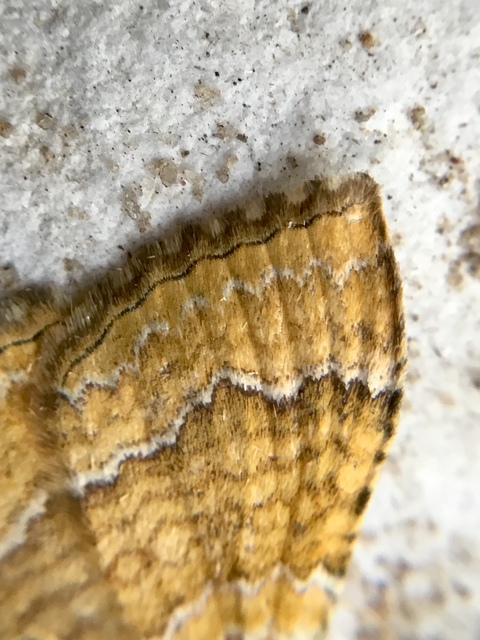 Camptogramma bilineata - kétvonalas sávosaraszoló