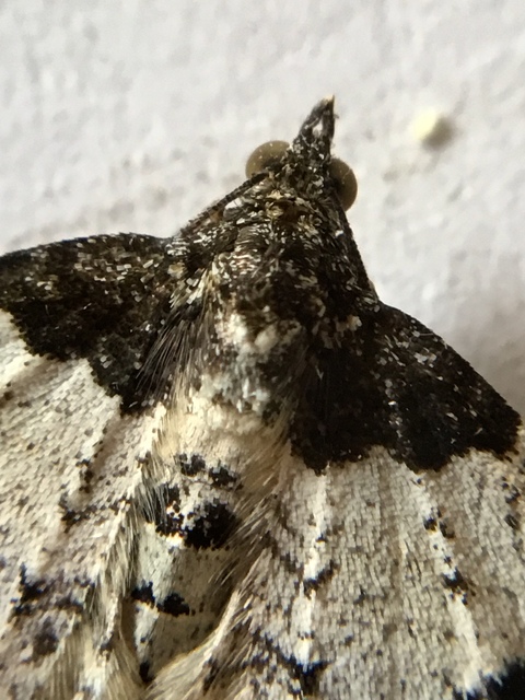 Xanthorhoe fluctuata - közönséges tarkaaraszoló