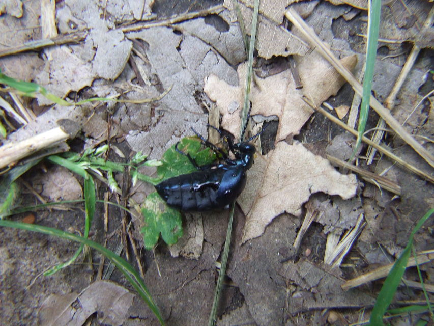 Meloe violaceus - kék nünüke