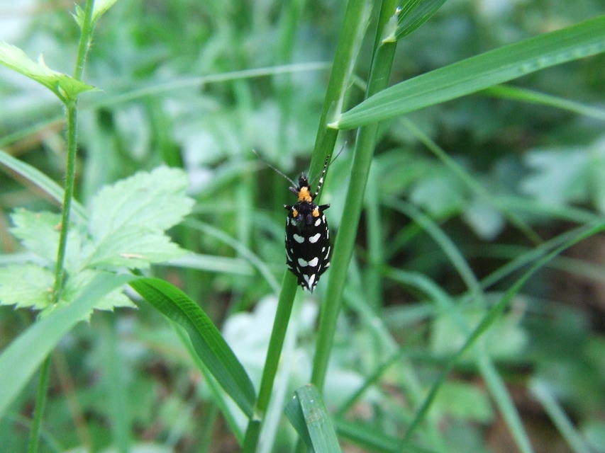 Euplocamus anthracinalis - fésűscsápú korhadékmoly