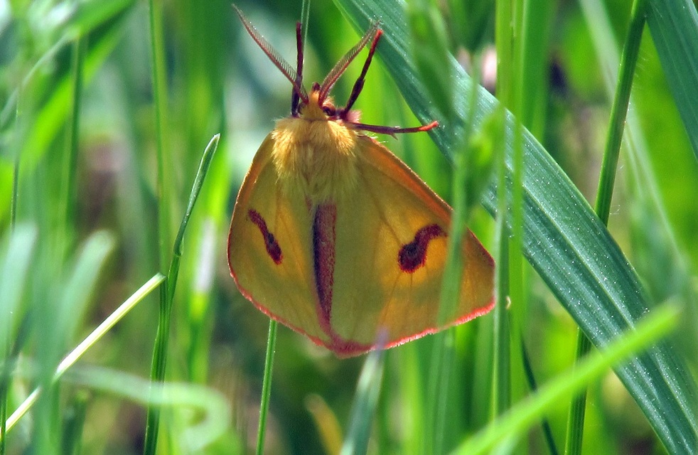 Diacrisia sannio - vörösszélű medvelepke