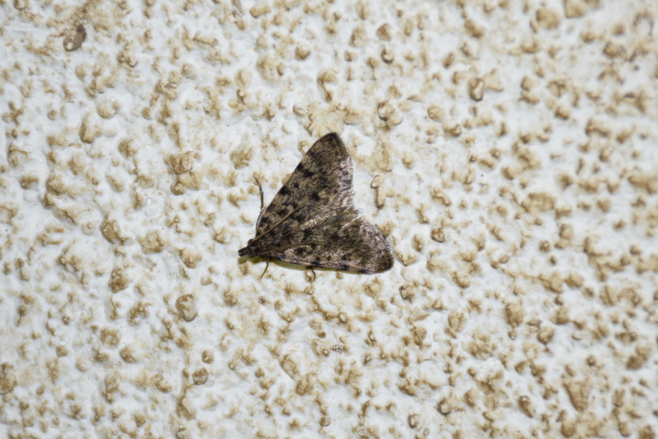 Aglossa pinguinalis - zsiradékmoly