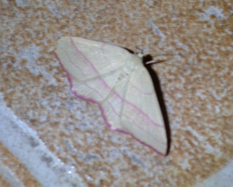 Rhodostrophia vibicaria - pirosszélű araszoló