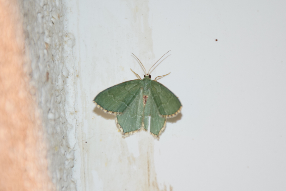 Hemithea aestivaria - nyír-zöldaraszoló