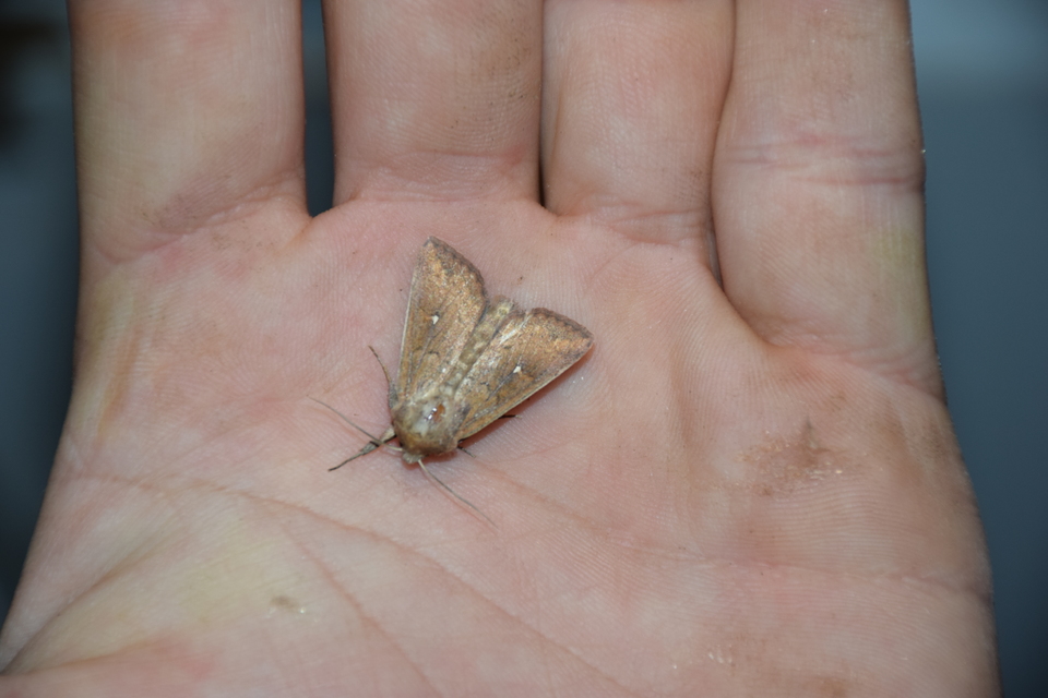 Mythimna albipuncta - fehérpettyes rétibagoly