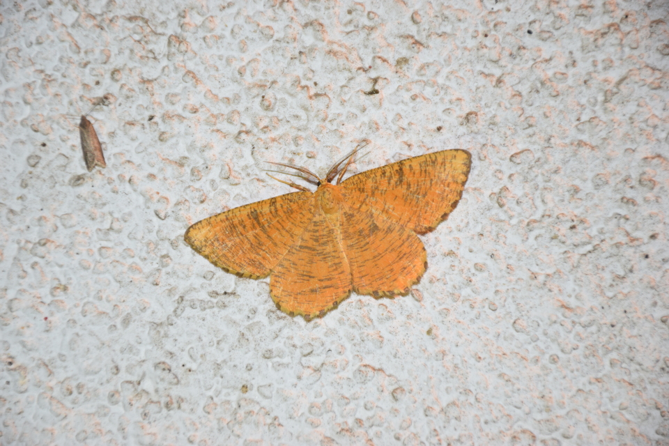 Angerona prunaria - sárga kökényaraszoló