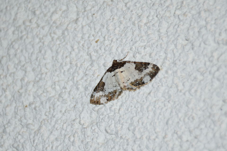 Melanthia procellata - hullámos tarkaaraszoló
