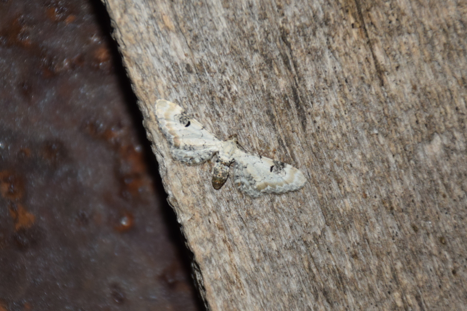 Eupithecia centaureata - búzavirág-törpearaszoló