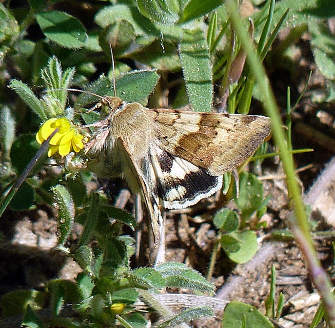 Heliothis viriplaca - mácsonyabagoly