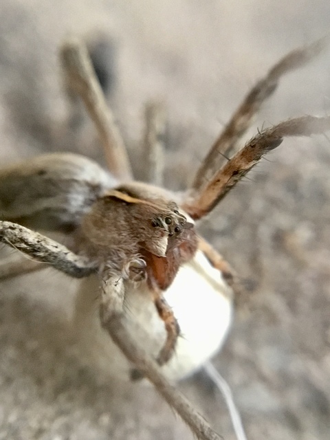 Pisaura mirabilis - csodáspók