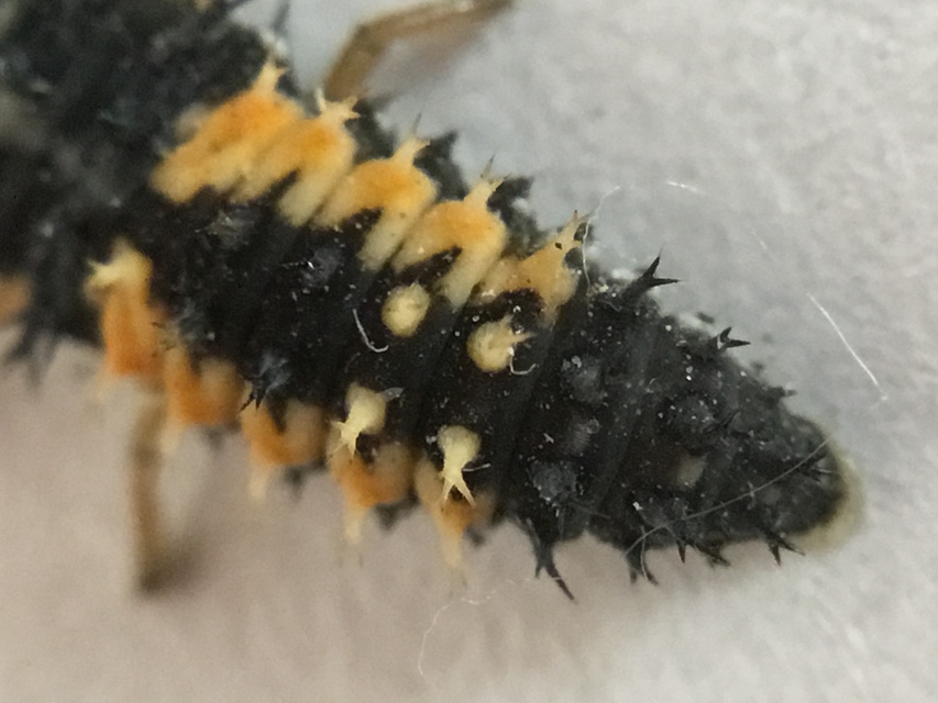 Harmonia axyridis - harlekinkatica