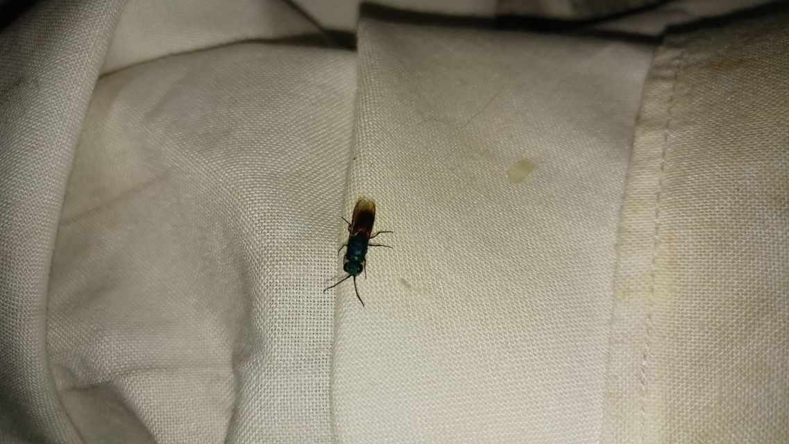 Chrysididae - fémdarazsak