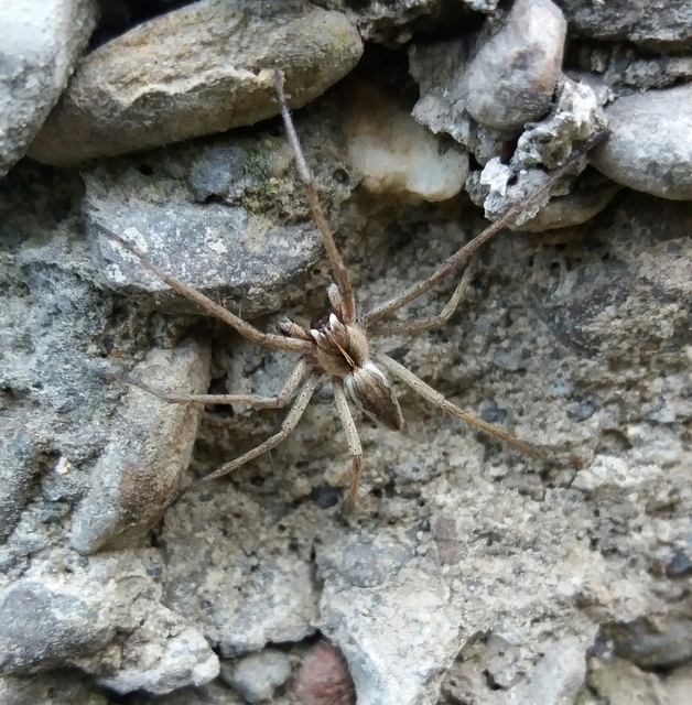 Pisaura mirabilis - csodáspók