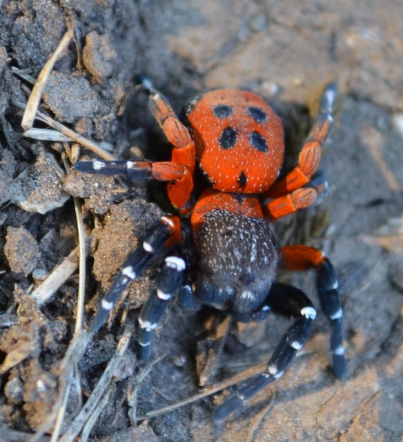 Eresus moravicus - sárgafejű bikapók Eresus moravicus - sárgafejű bikapók