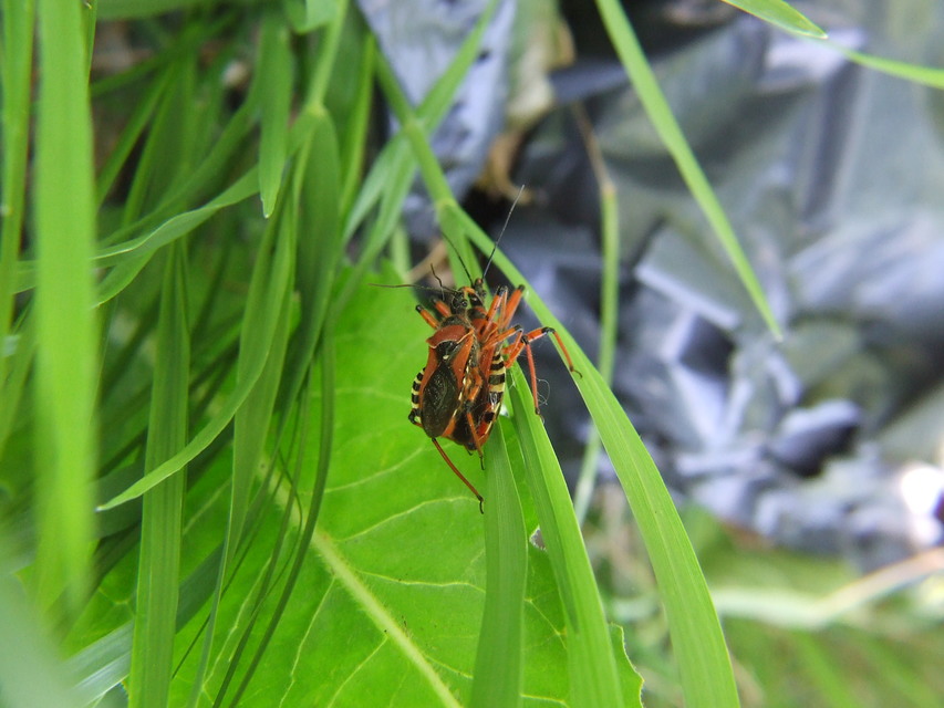 Rhynocoris iracundus - közönséges gyilkospoloska