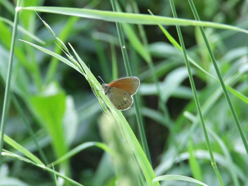 Coenonympha glycerion - közönséges szénalepke