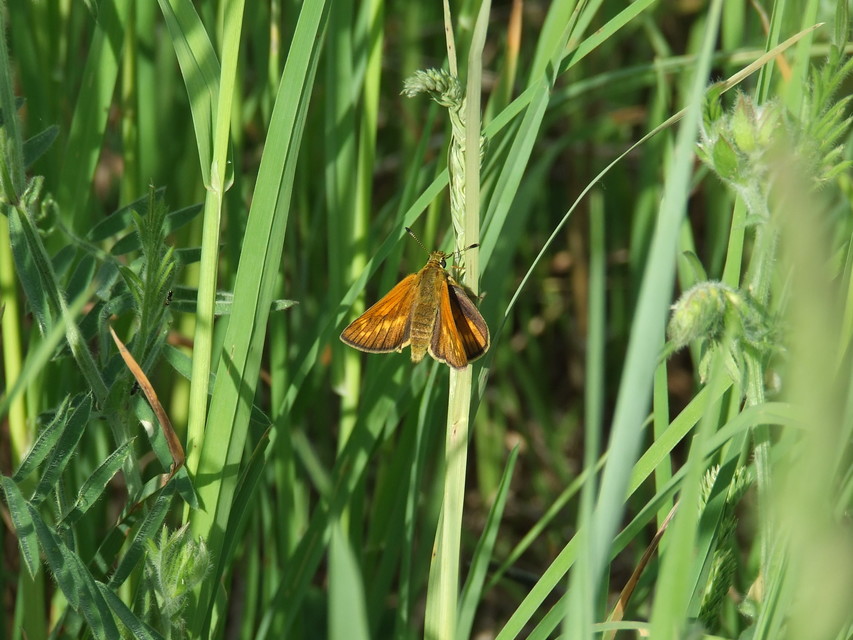Ochlodes sylvanus - erdei busalepke