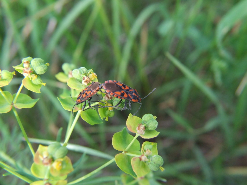 Spilostethus saxatilis - virágbodobács