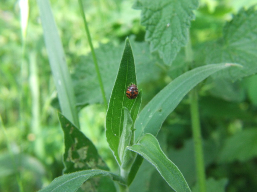 Subcoccinella vigintiquatuorpunctata - lucernaböde
