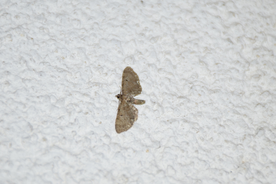 Eupithecia absinthiata - üröm-törpearaszoló