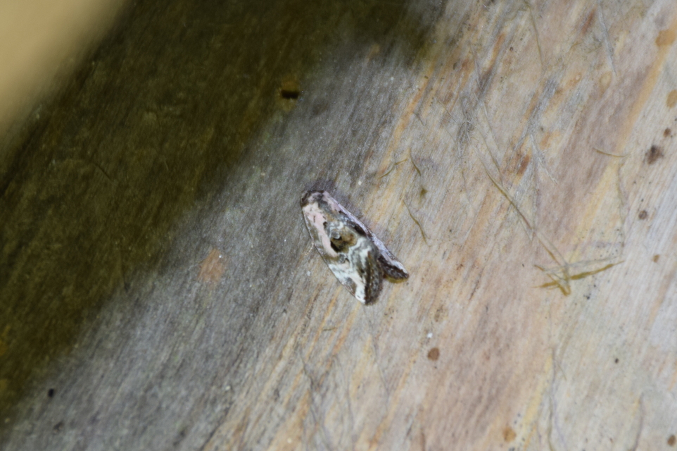 Hapalotis venustula - rózsaszínű mázasbagoly