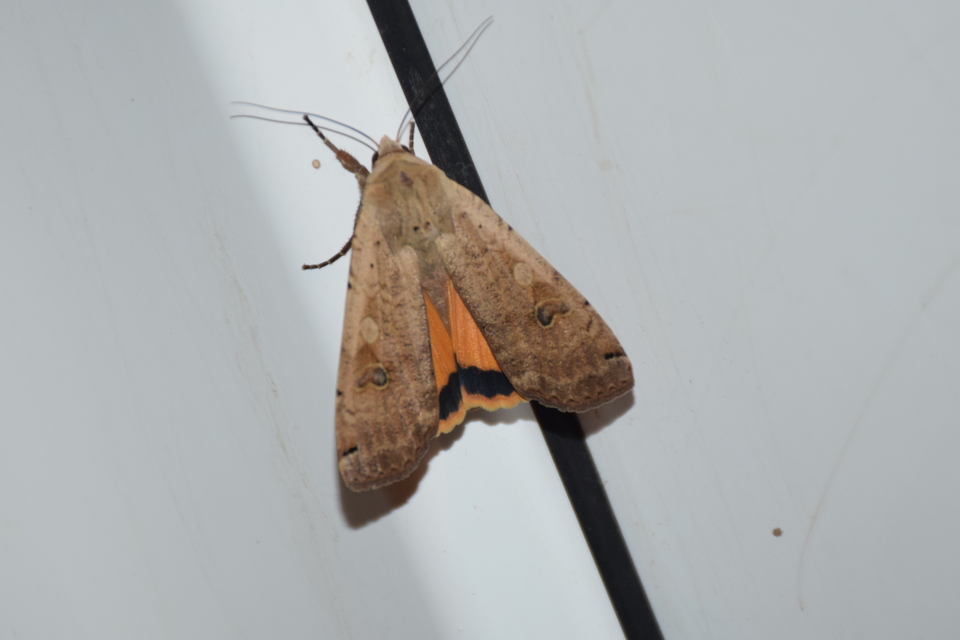 Noctua pronuba - nagy sárgafűbagoly