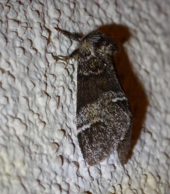 Drymonia dodonea - bélyeges púposszövő