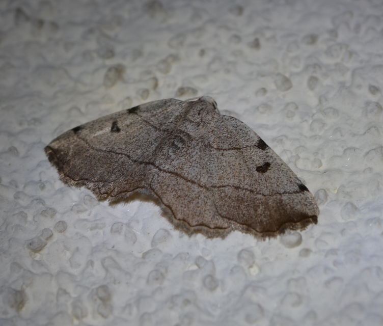 Eilicrinia trinotata - háromjegyű araszoló