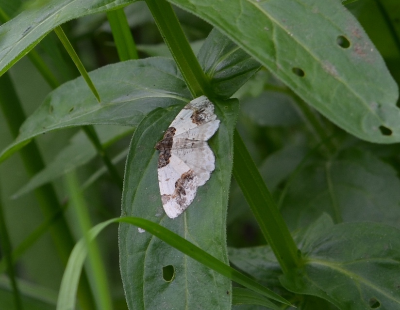 Ligdia adustata - barna levélaraszoló