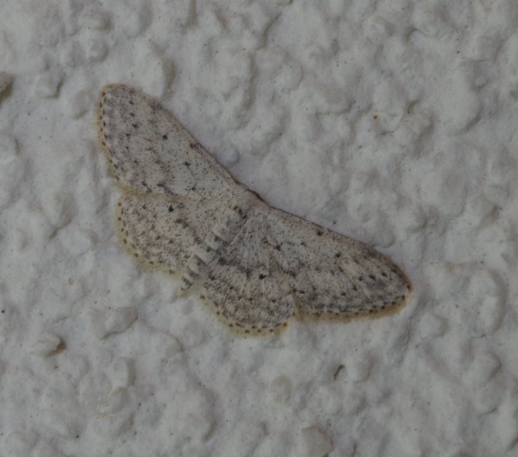 Idaea seriata - szürke apróaraszoló