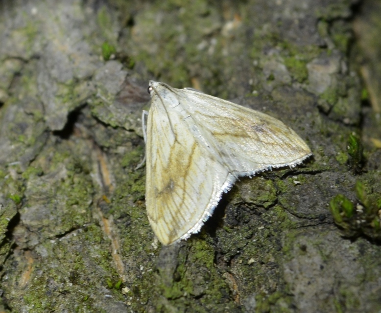 Evergestis forficalis - veteménymoly