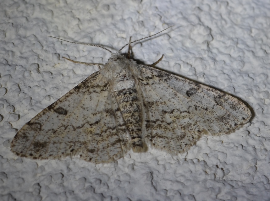 Ascotis selenaria - holdas faaraszoló