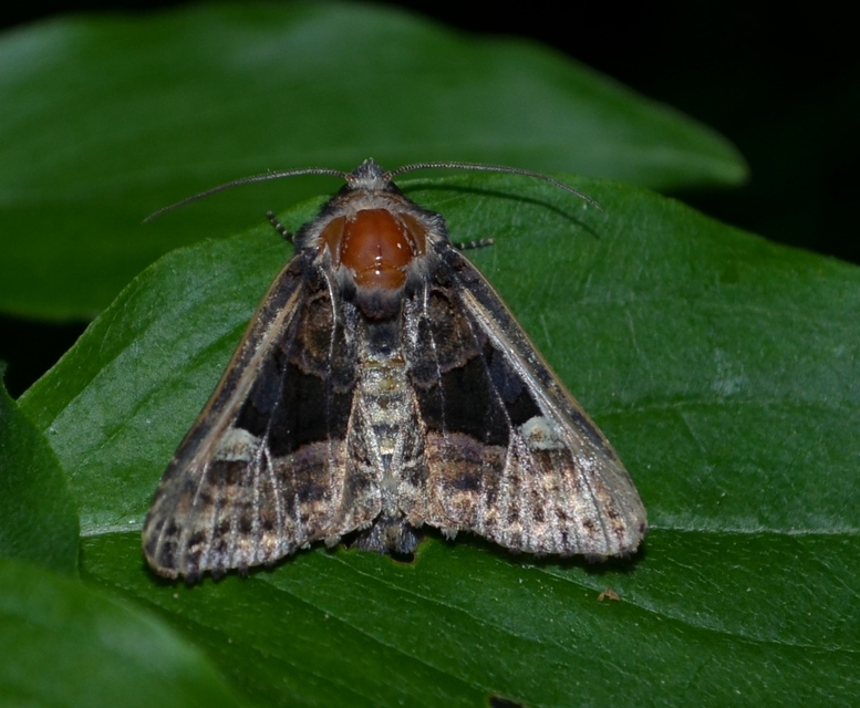 Euplexia lucipara - szeder-csipkésbagoly