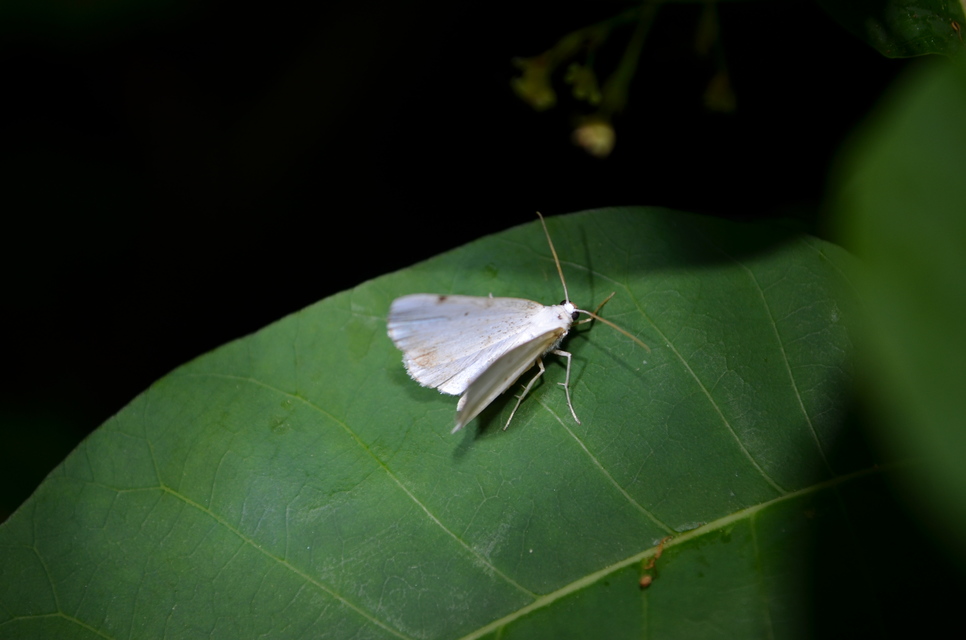 Lomographa bimaculata - kétpontos fehéraraszoló