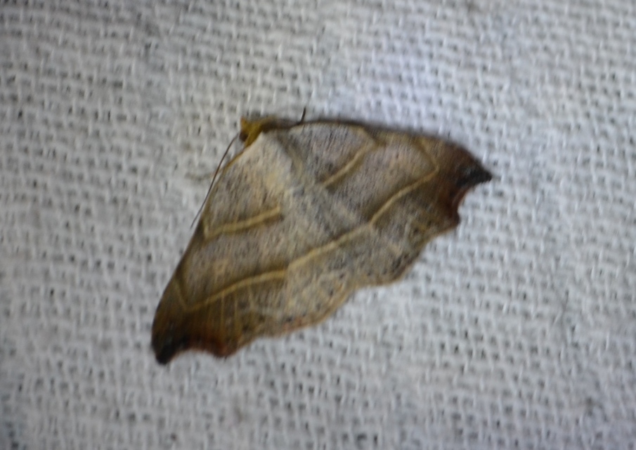 Laspeyria flexula - zuzmóbagoly