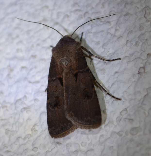 Agrotis exclamationis - felkiáltójeles földibagoly