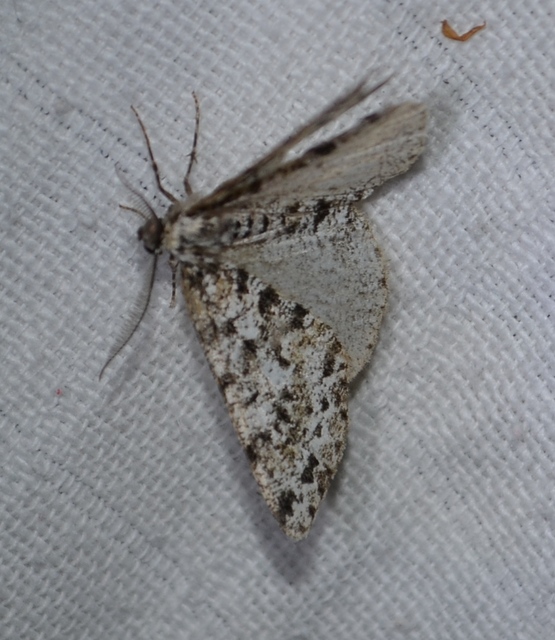 Fagivorina arenaria - bükkfaaraszoló