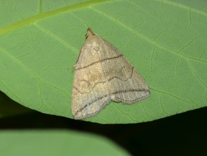 Herminia grisealis - ligeti karcsúbagoly