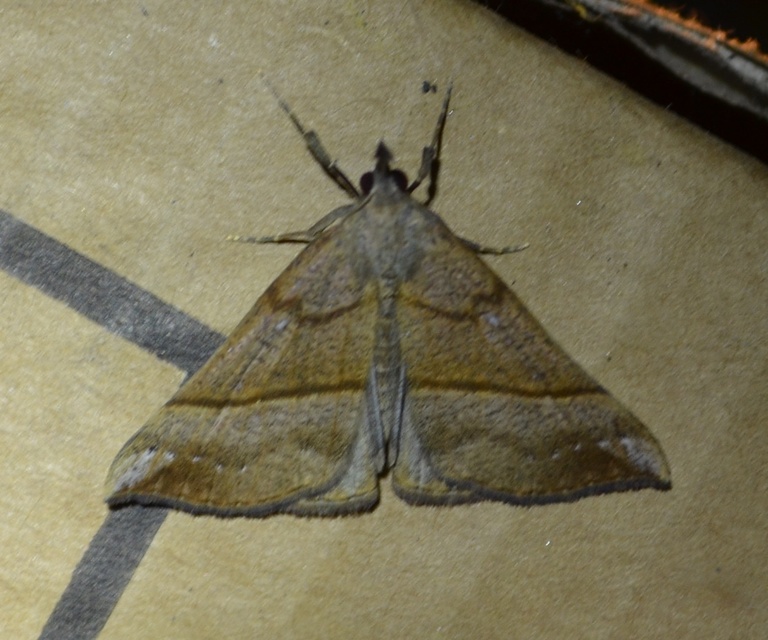 Hypena proboscidalis - ormányos karcsúbagoly