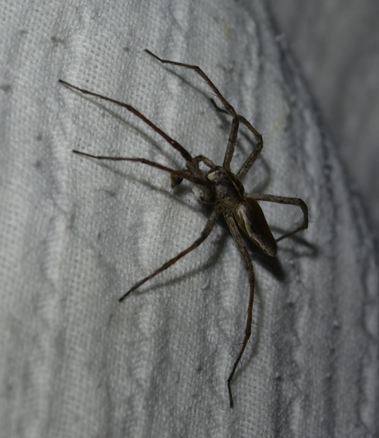 Pisaura mirabilis - csodáspók