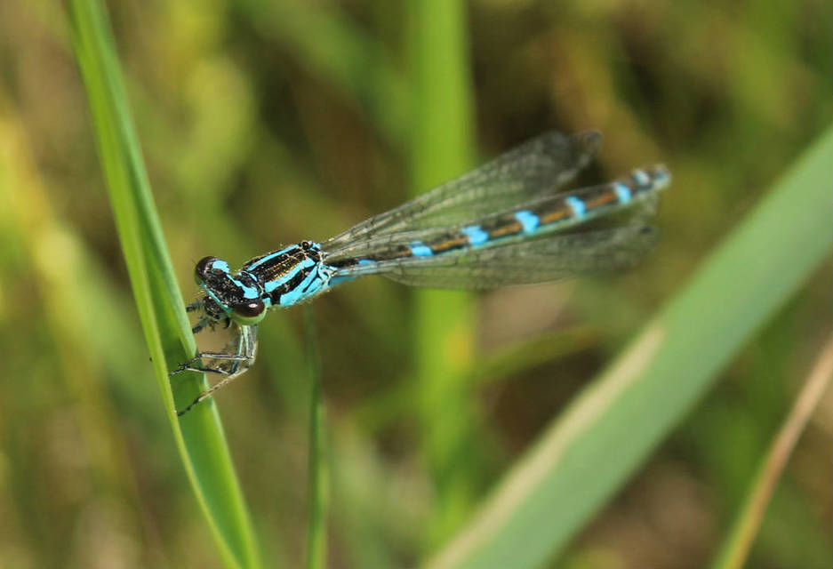 Coenagrion ornatum - díszes légivadász