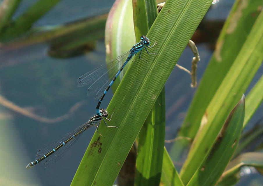 Coenagrion ornatum - díszes légivadász