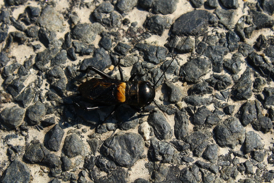 Gryllus campestris - mezei tücsök